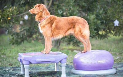 Fit Your Dog Practitioner