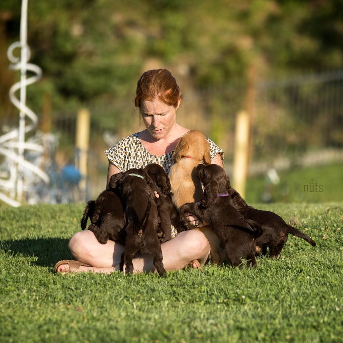 Lucia Bottino | Fit Your Dog | Ginnastica propriocettiva | Preparazione atletica ! Educazione cinofila