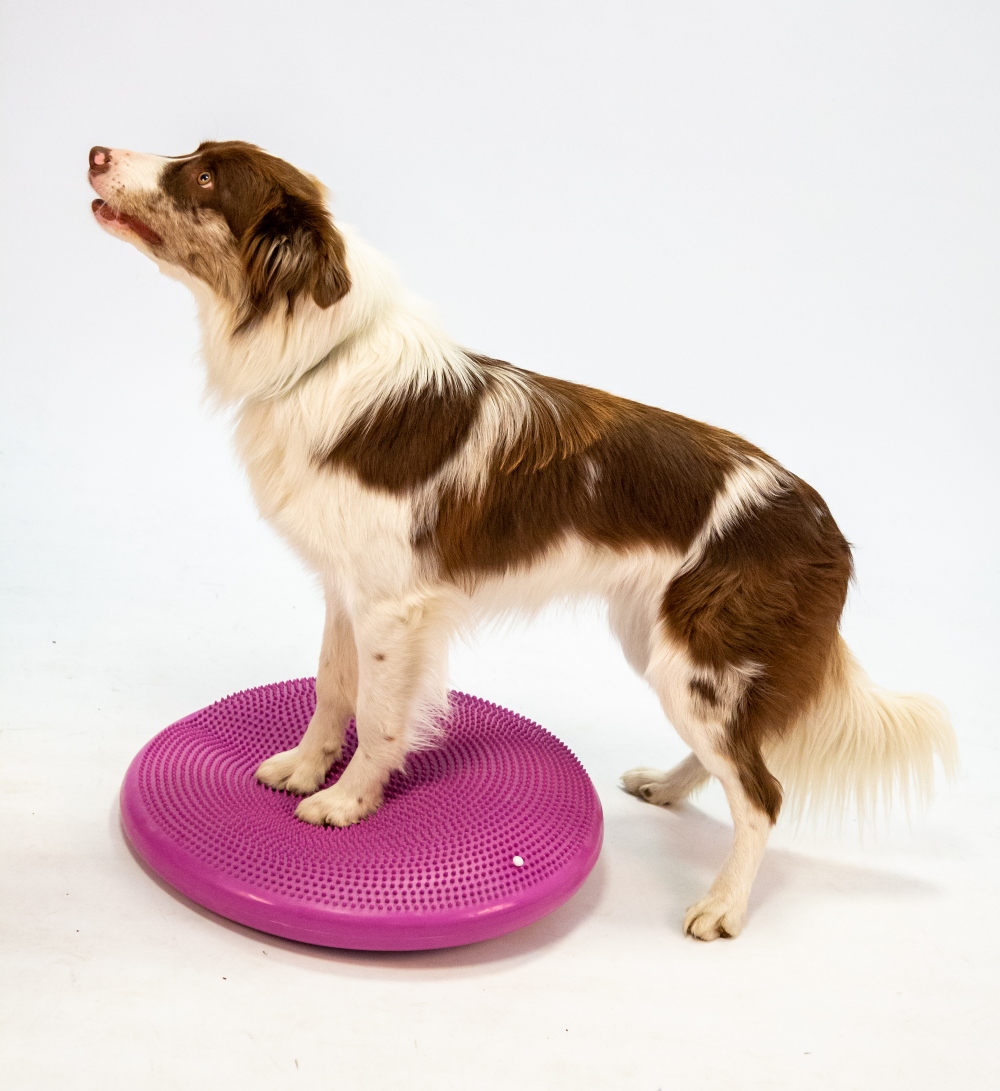 Fit Your Dog | Ginnastica propriocettiva | Preparazione atletica | Educazione cinofila | Chi siamo