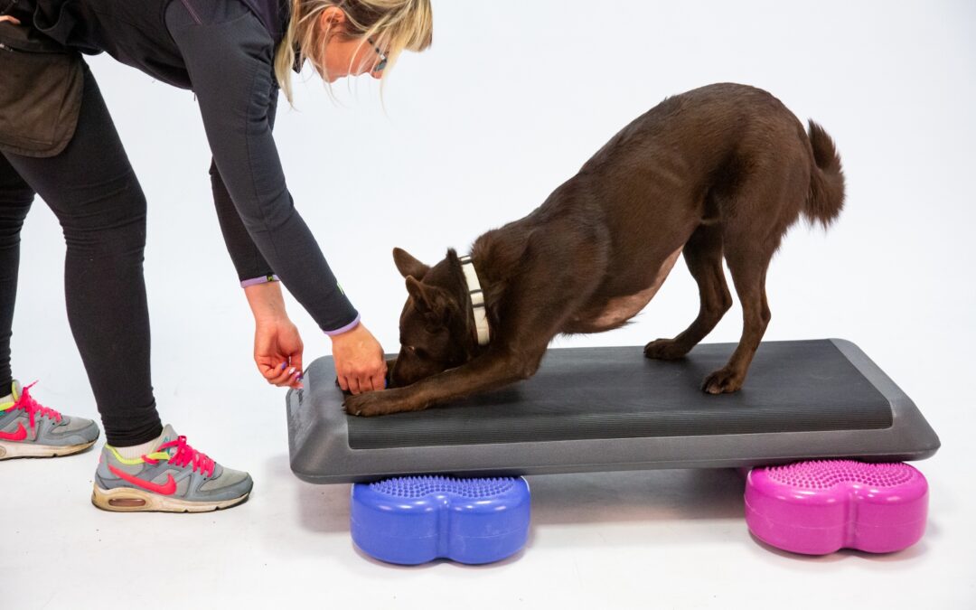 Fit Your sporty Dog