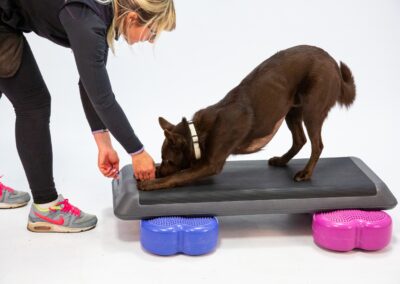 Fit Your sporty Dog