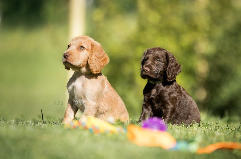 Fit Your Puppy