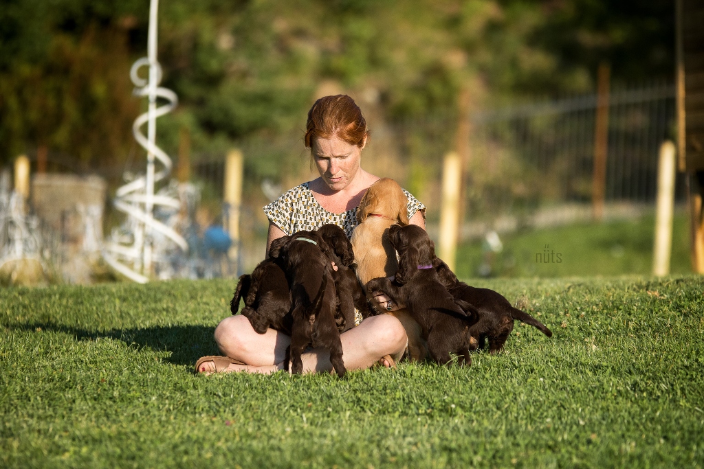 Lucia Bottino | Fit Your Dog | Ginnastica propriocettiva | Preparazione atletica ! Educazione cinofila