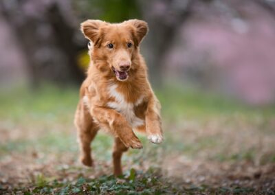 Fit Your Litter