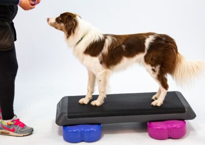 Fit Your Litter