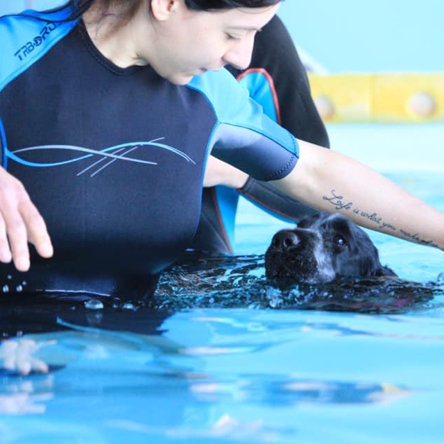 Valentina Barberini | Fit Your Dog | Ginnastica propriocettiva | Preparazione atletica ! Educazione cinofila